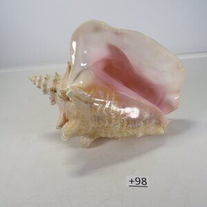 Large Real Conch Sea Shell 9.5" x 7.5" wide 5" tall has some chips